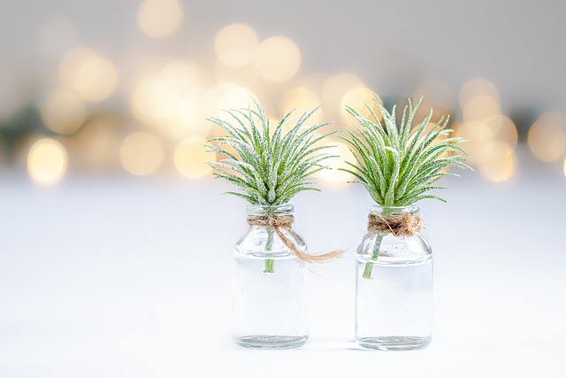 image pixabay 2 petites plantes bocal